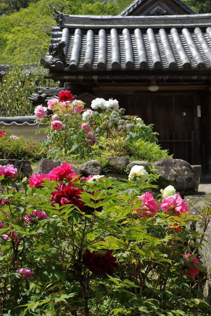 花の寺　長谷寺