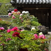 花の寺　長谷寺