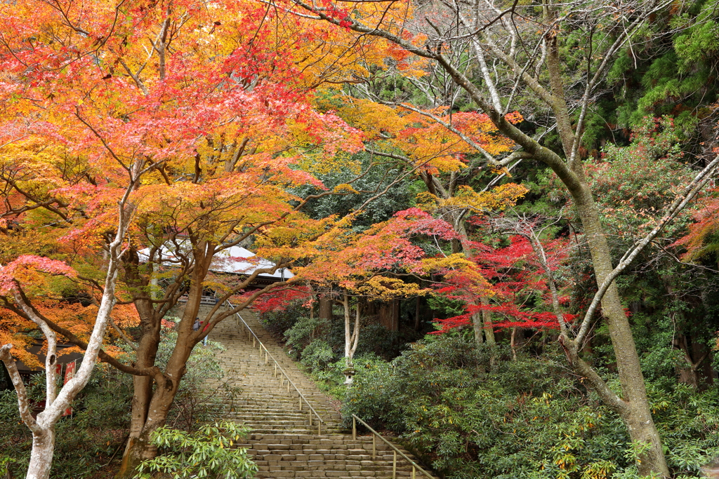 室生寺の秋