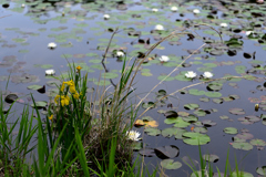 水辺の花