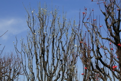 大阪城桃園