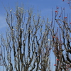 大阪城桃園