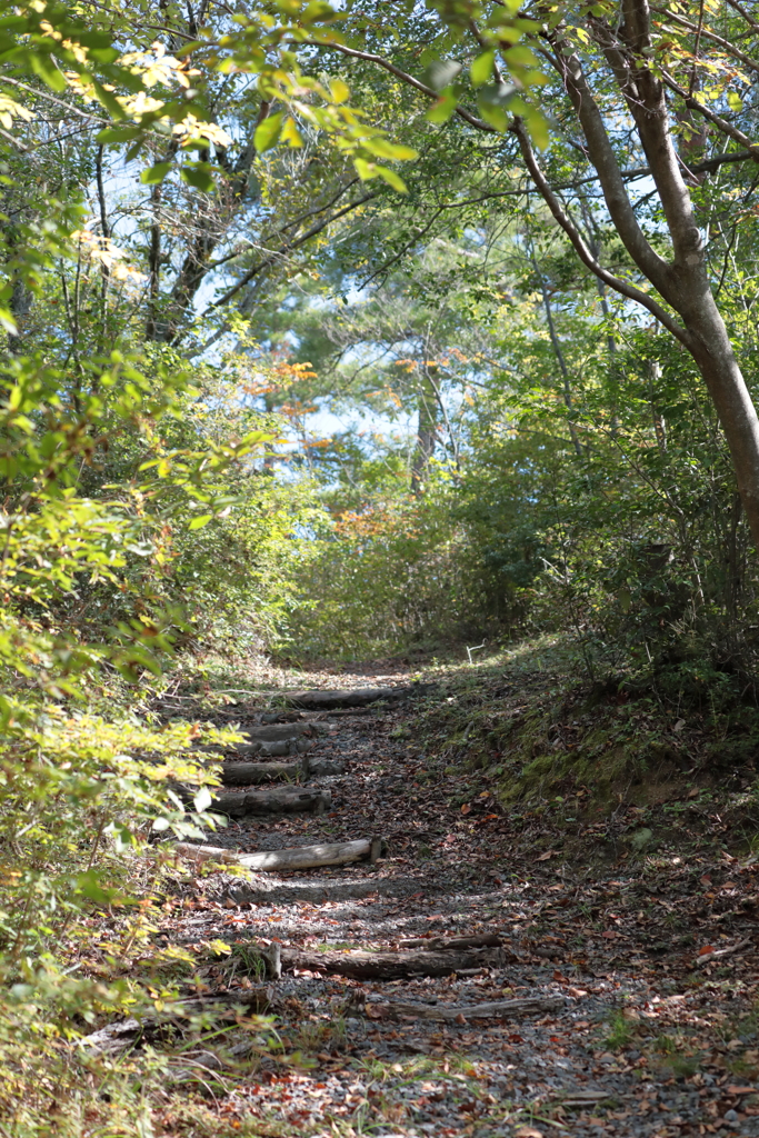 木立の散歩道