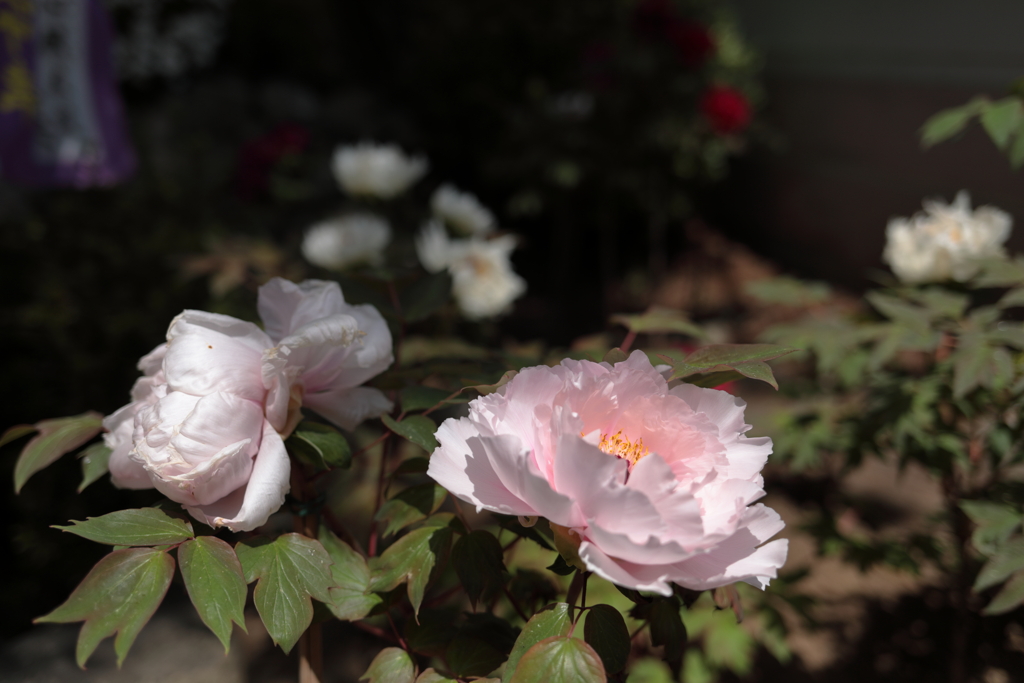 花の寺　長谷寺