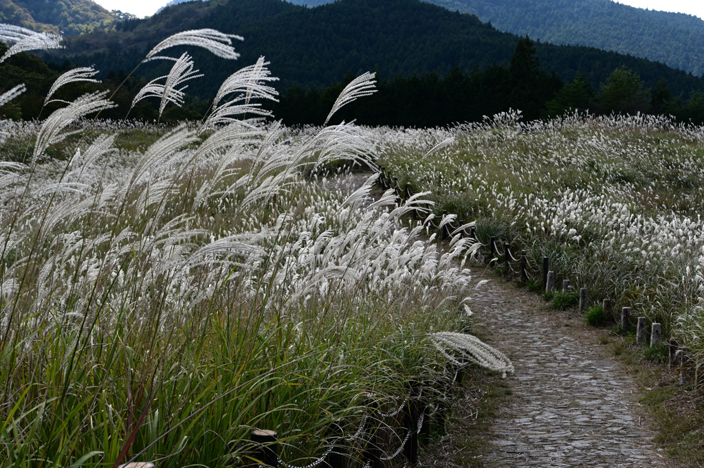 ススキの山