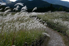 ススキの山 ススキの山