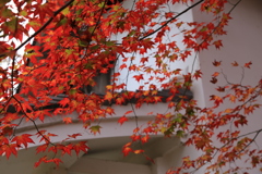 錦色の室生寺