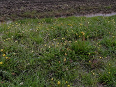 散歩道　たんぽぽ