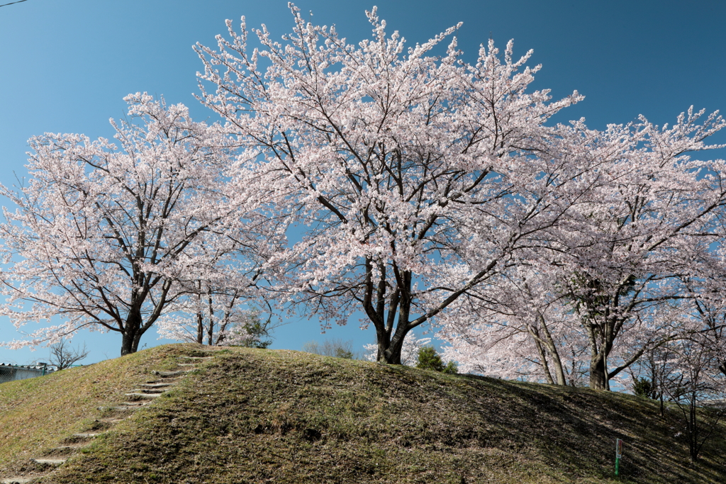 桜花爛漫