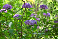 花の長谷寺