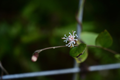秋の草花