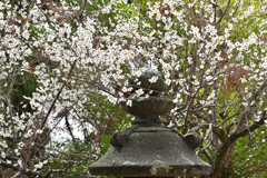 梅の花
