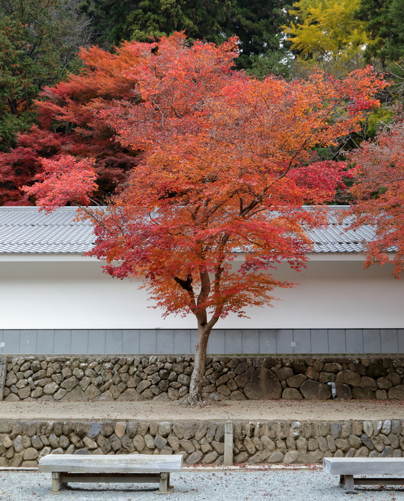 室生寺の秋