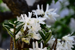 庭に咲く花