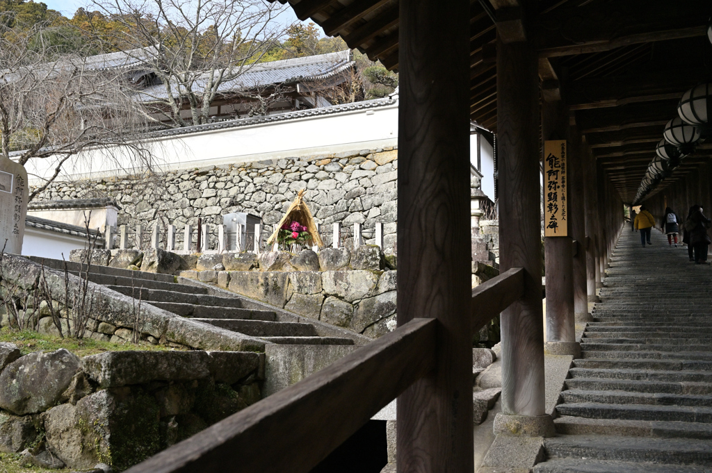 長谷寺の寒牡丹