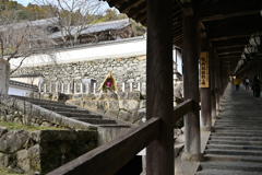 長谷寺の寒牡丹