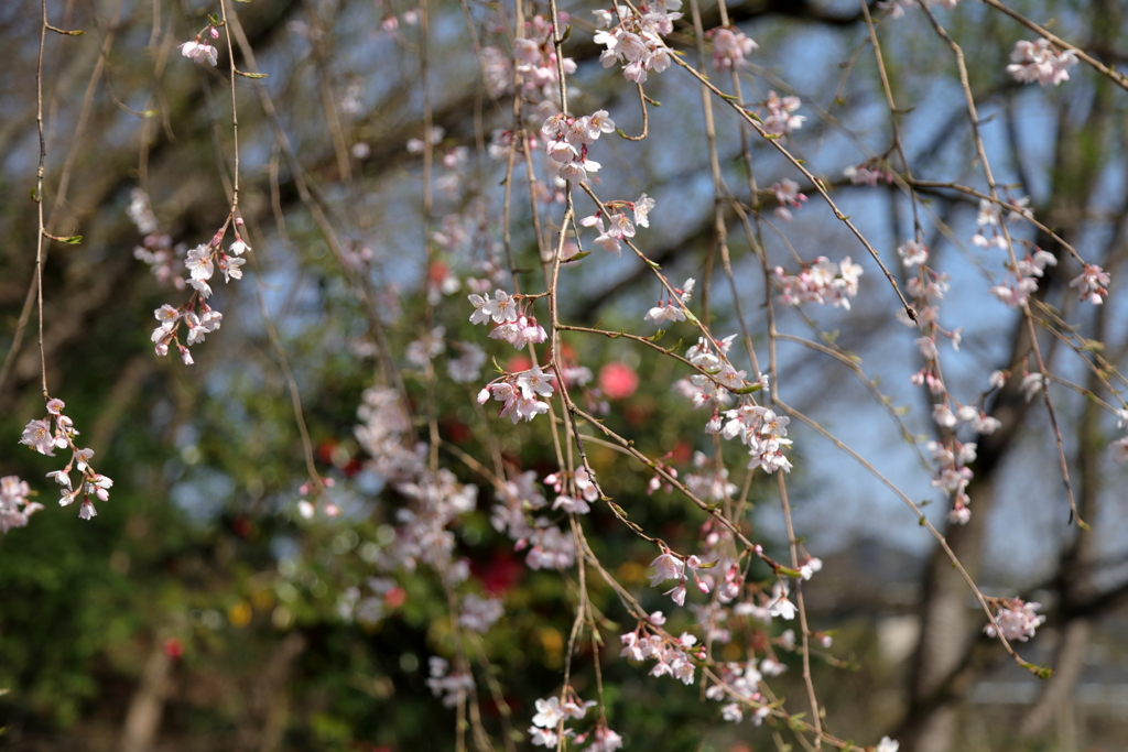 桜狩り