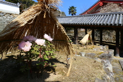 春待ち　長谷寺の寒牡丹