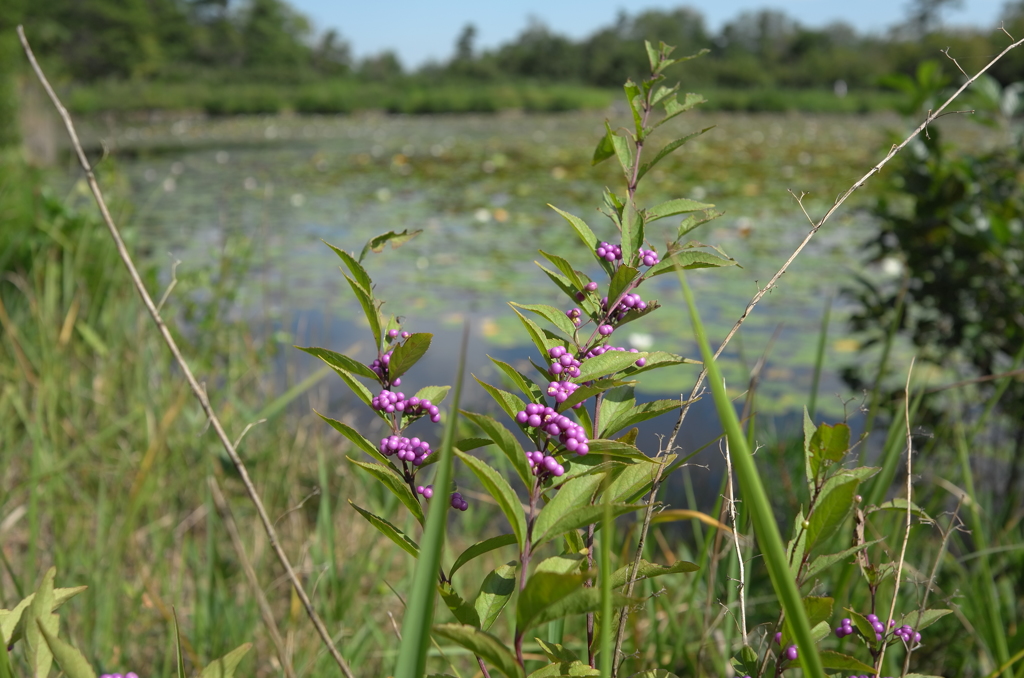 ちょっと秋、散歩