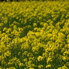 菜の花畑