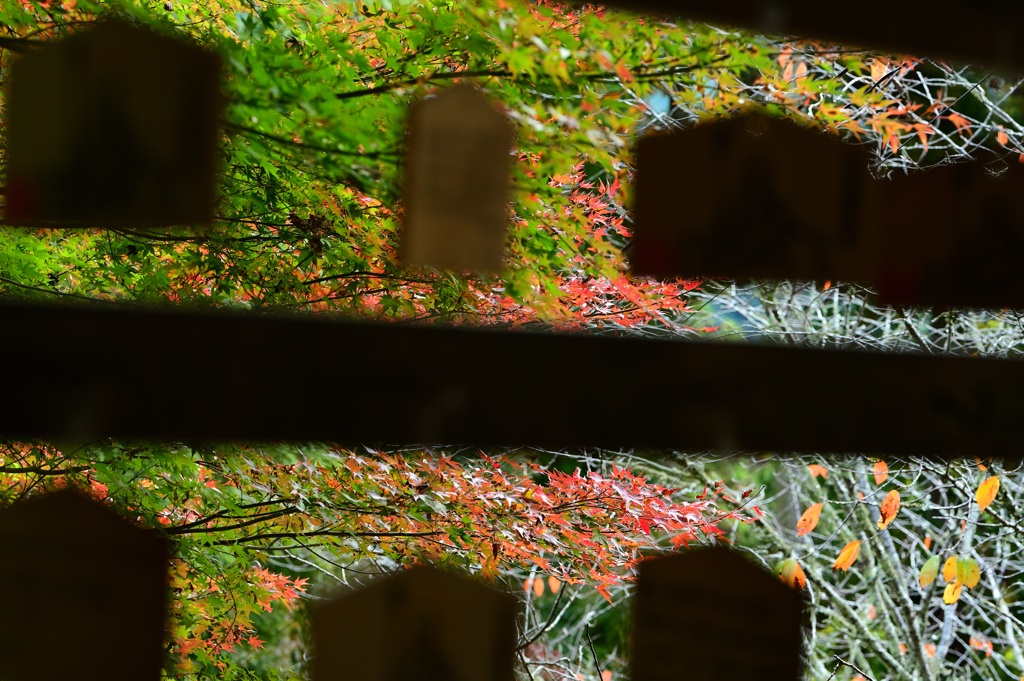 長谷寺　秋景色