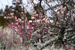 梅の花