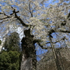 枝垂れ桜