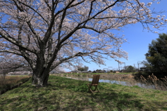 桜花ファイナル　特等席