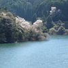 湖畔の桜