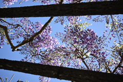 花便り