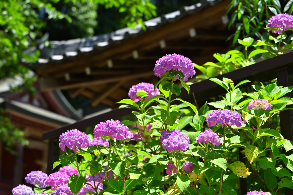 花の長谷寺