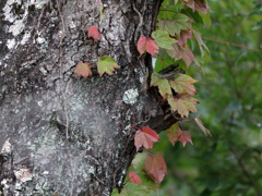 紅葉始まる