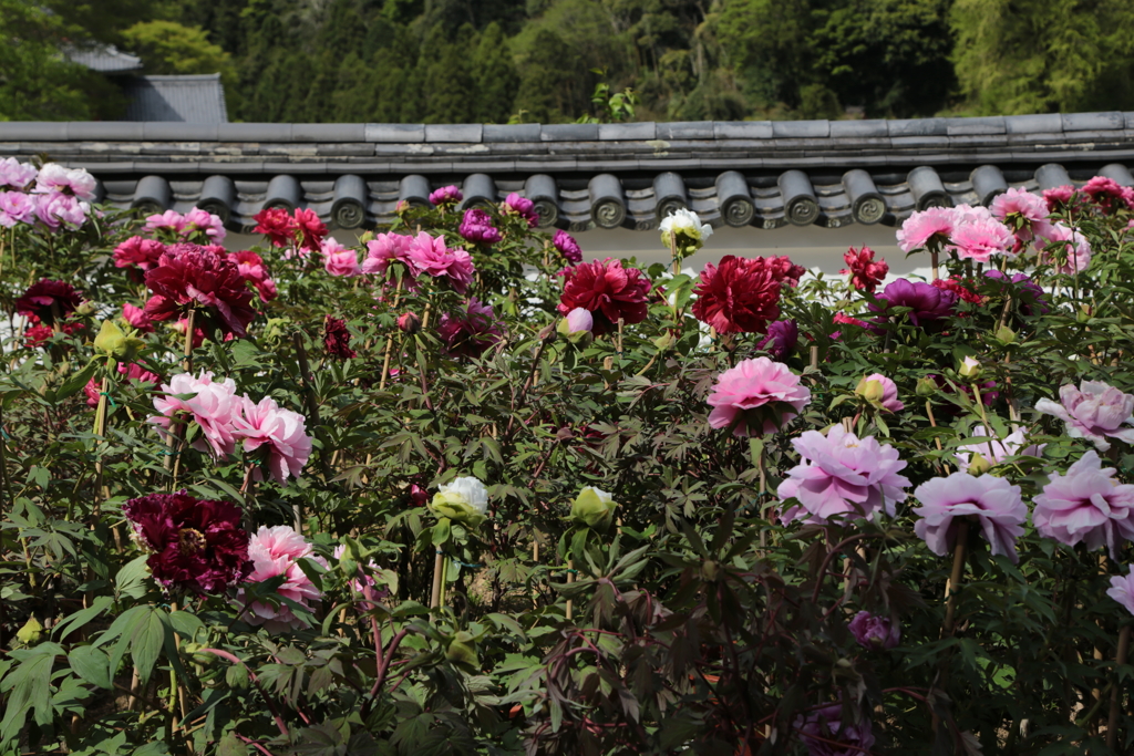 ５月の長谷寺　牡丹