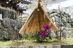 長谷寺の寒牡丹