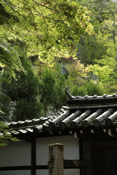 ５月の長谷寺　新緑