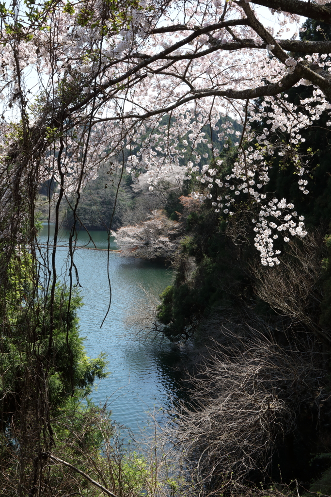 湖畔の桜