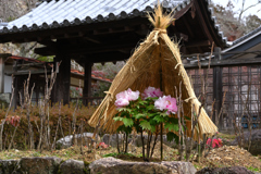 長谷寺の寒牡丹