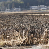 野焼き　次の世代へ