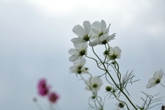 コスモスの花咲く