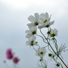 コスモスの花咲く