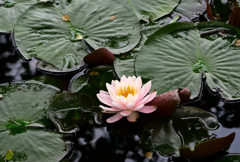 朝散歩