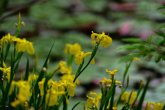水辺の花