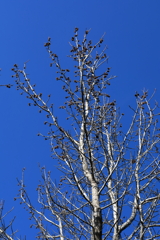 青い空に白い枝