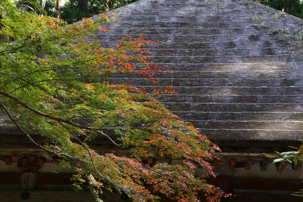 秋麗 室生寺