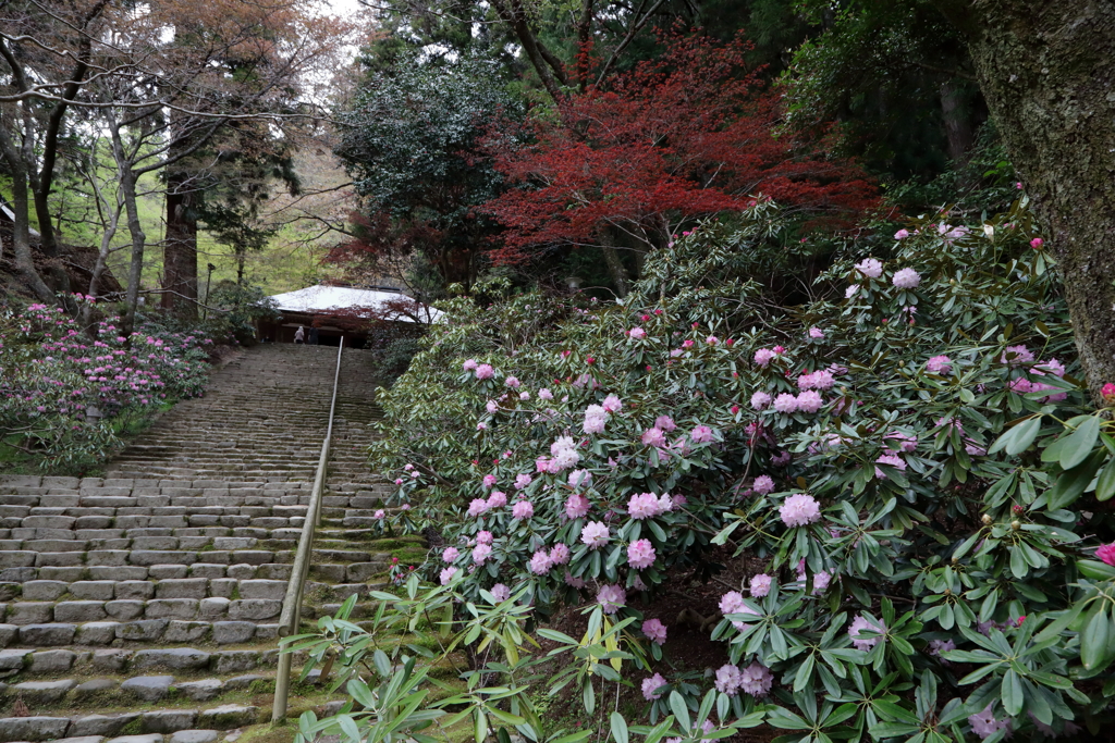 石楠花の寺