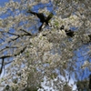 枝垂れ桜