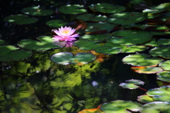木陰の睡蓮