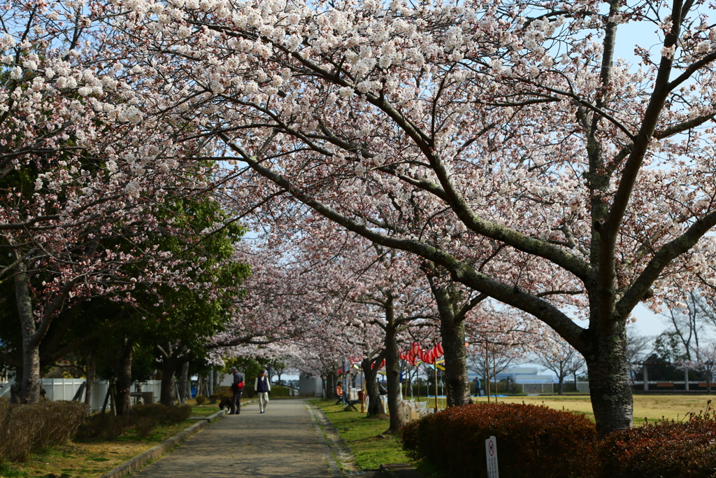 桜祭り