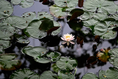 水辺の花