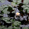 水辺の花
